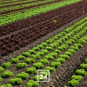 18221686_1183778671731280_7276022213483745553_n