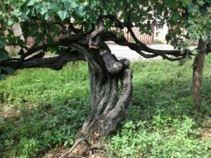 vite_centenaria_di_casavecchia