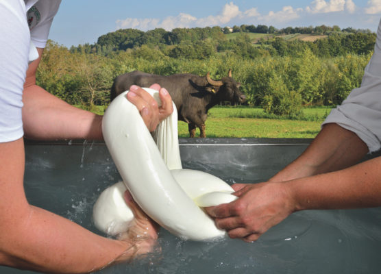 Caseificio Ponticorvo 