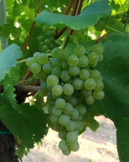 Festa della Vendemmia